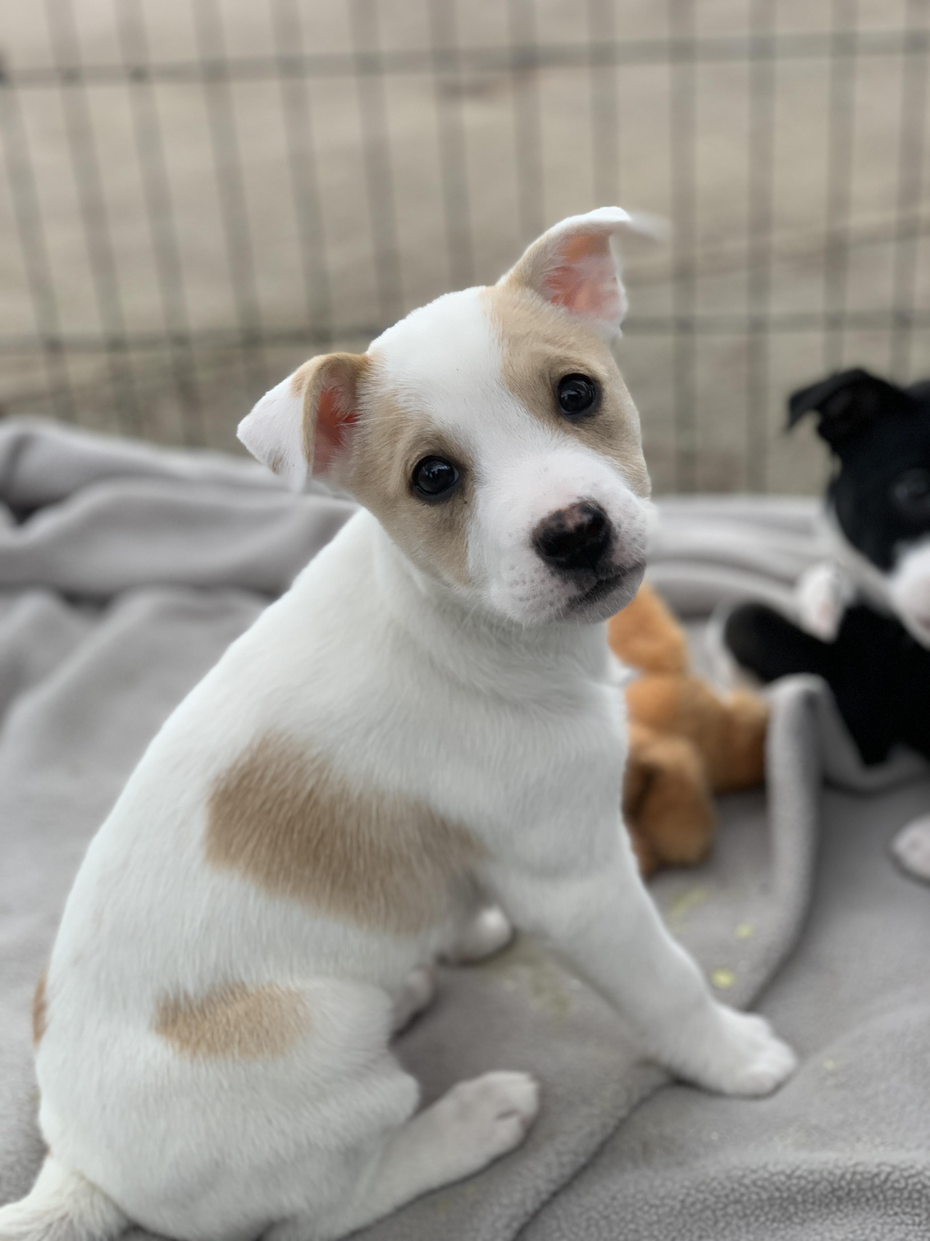 Enlarge Emerson, a ADOPTABLE mixed breed in Minneapolis, MN image 3/5