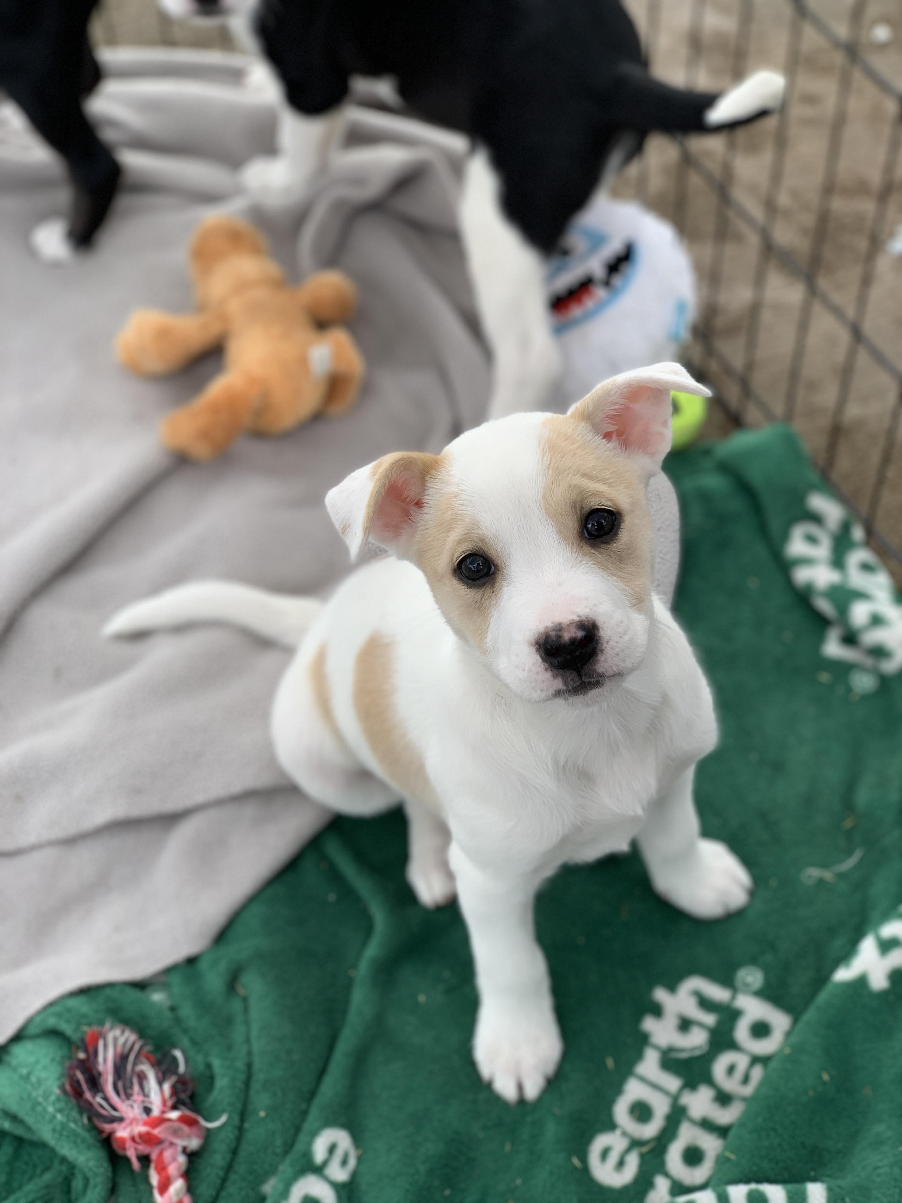 Enlarge Emerson, a ADOPTABLE mixed breed in Minneapolis, MN image 5/5