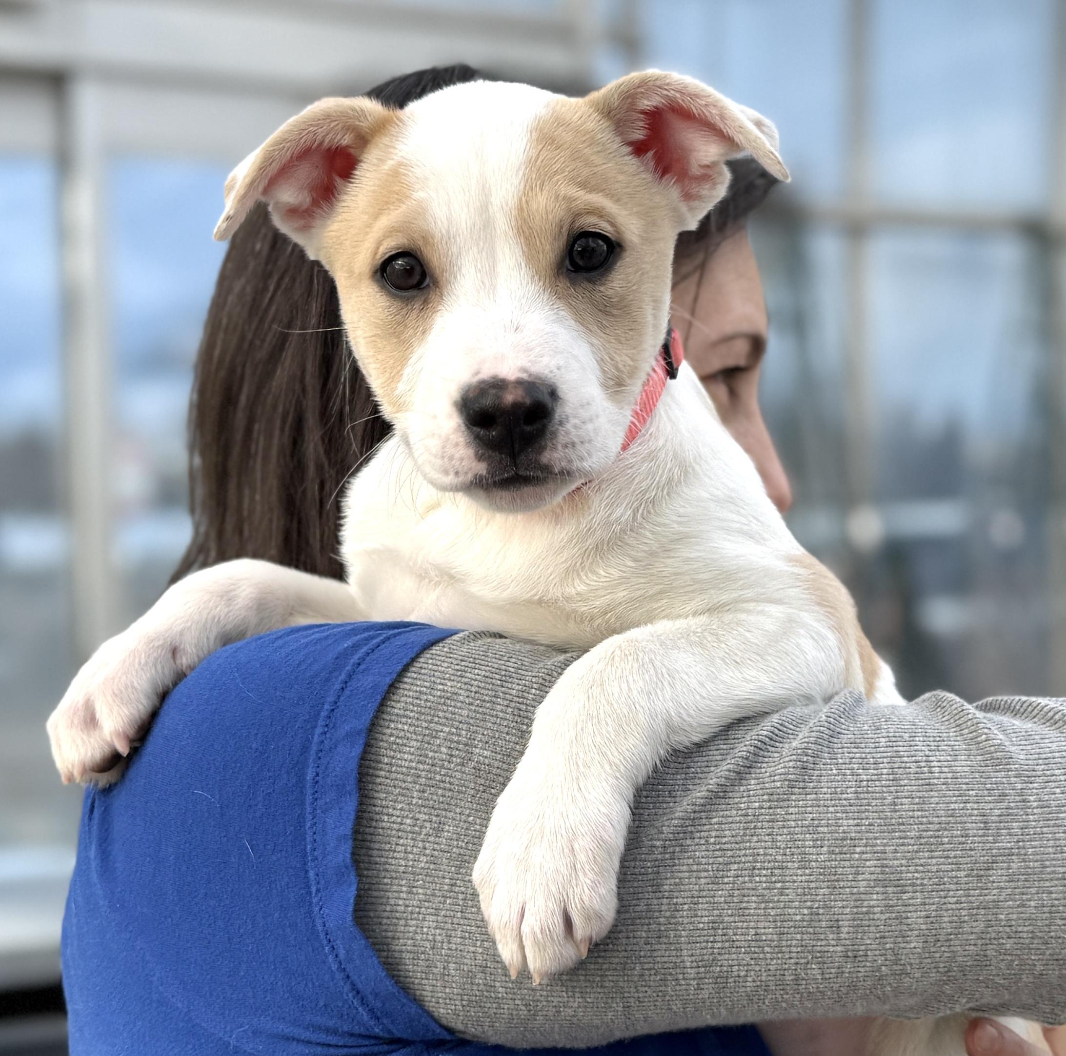 Enlarge Emerson, a ADOPTABLE mixed breed in Minneapolis, MN image 1/5
