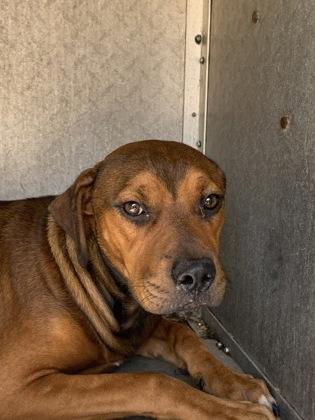 Jasper, Adoptable, Puppy Male Retriever & Mixed Breed.