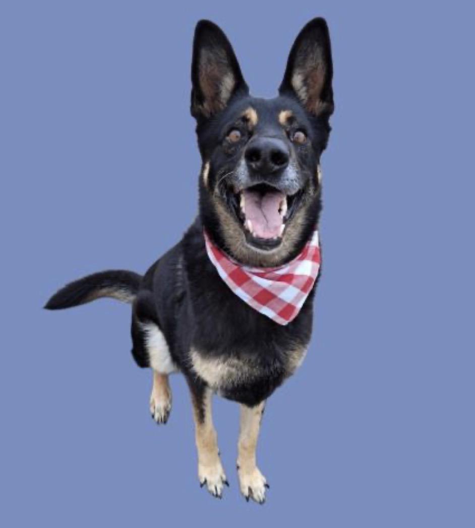 Ranger -- URGENT! LONGTIME RESIDENT!