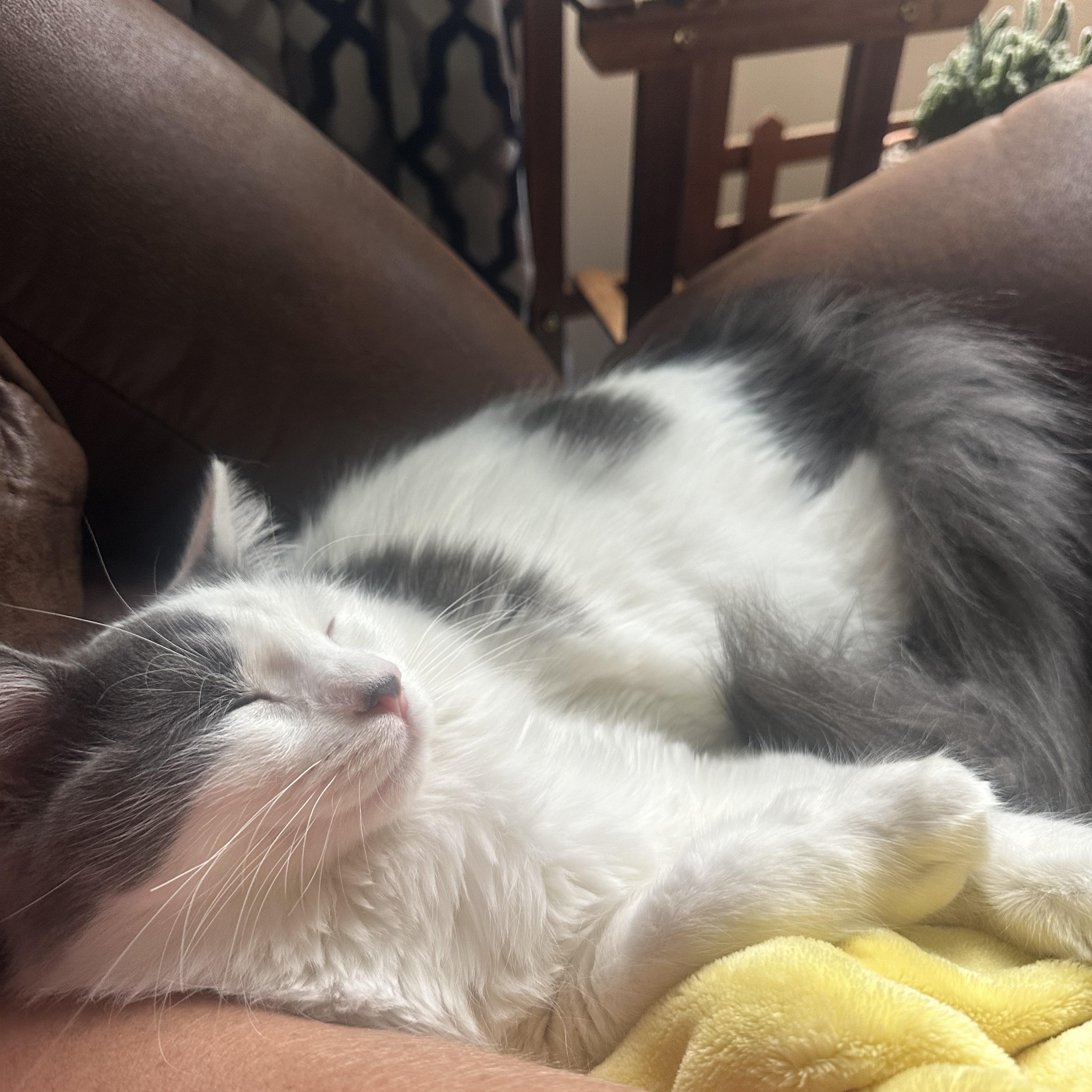 Noah & Nicholas , a ADOPTABLE Domestic Long Hair in North Platte, NE image 6/6