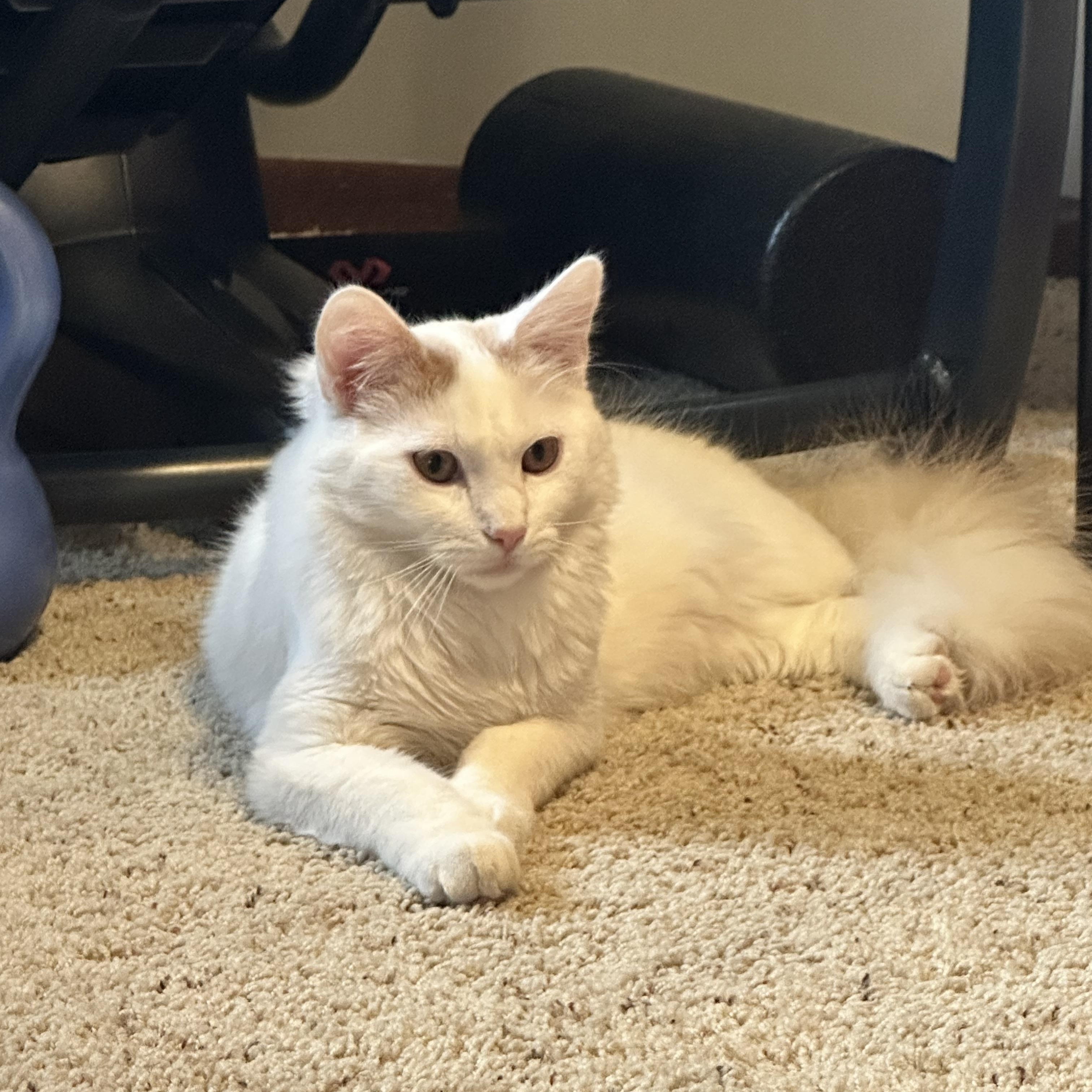 Noah & Nicholas , ADOPTABLE, Young Male Domestic Long Hair.