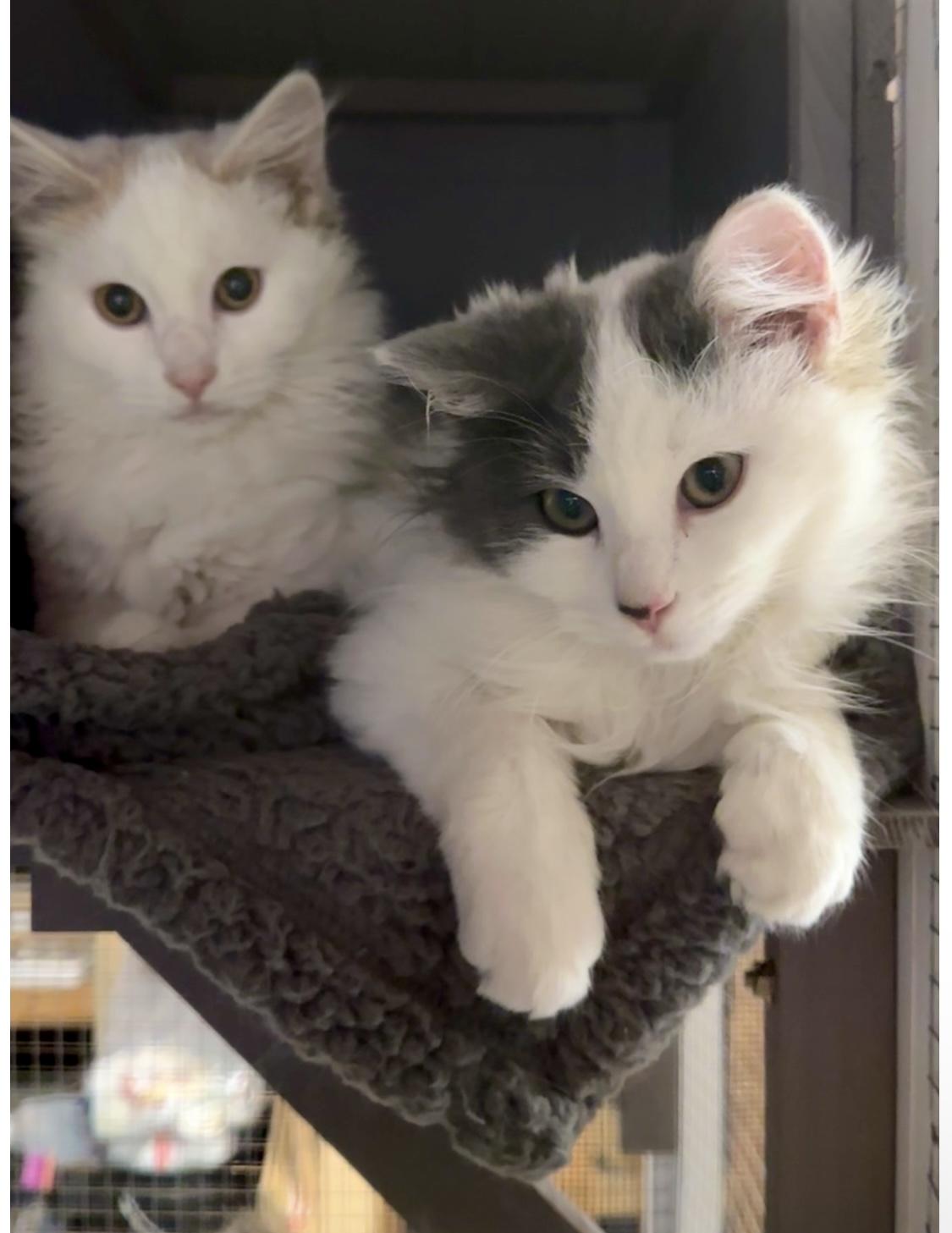 Noel & Nicholas , ADOPTABLE, Kitten Male Domestic Long Hair.