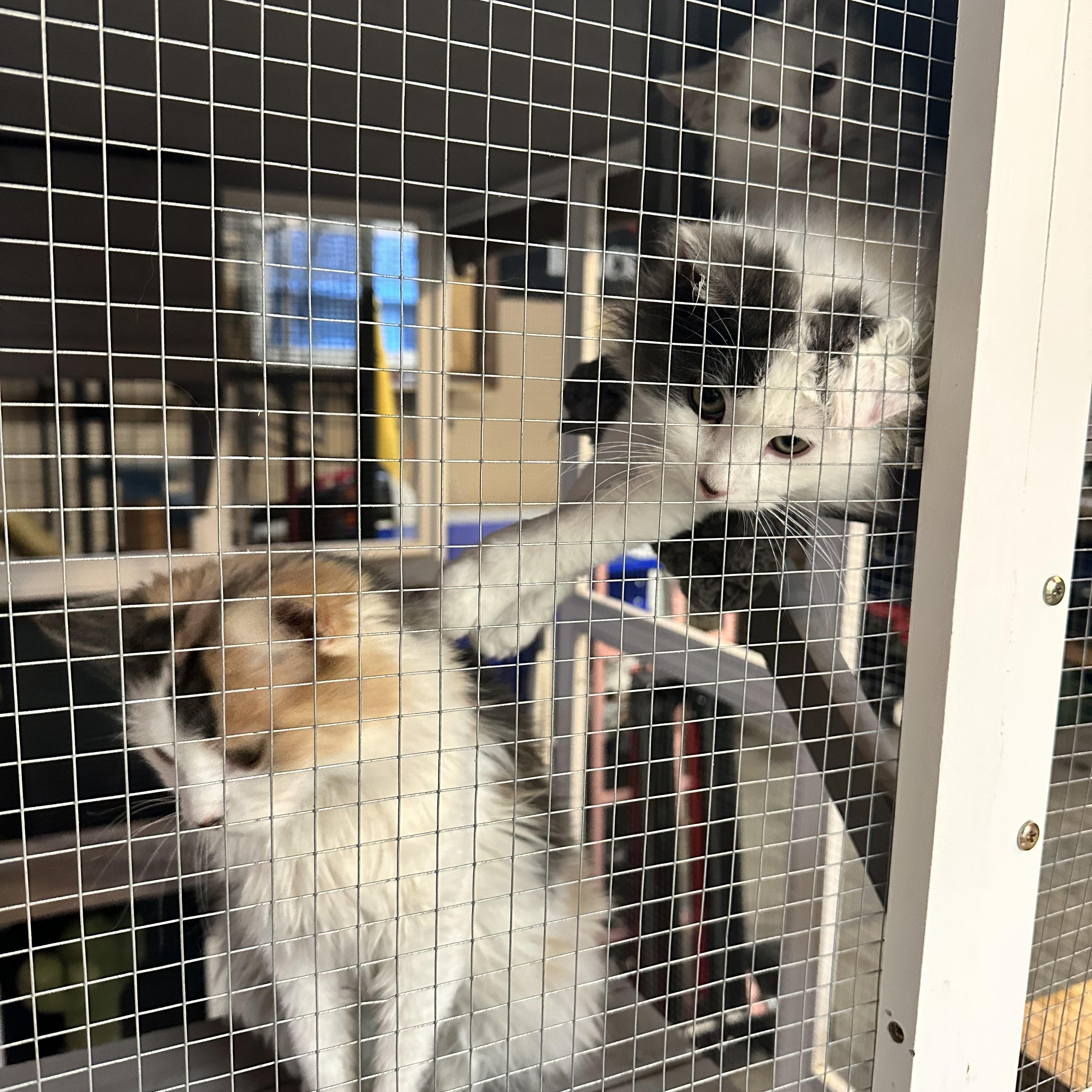 Enlarge Noel & Nicholas , a ADOPTABLE Domestic Long Hair in North Platte, NE image 2/2