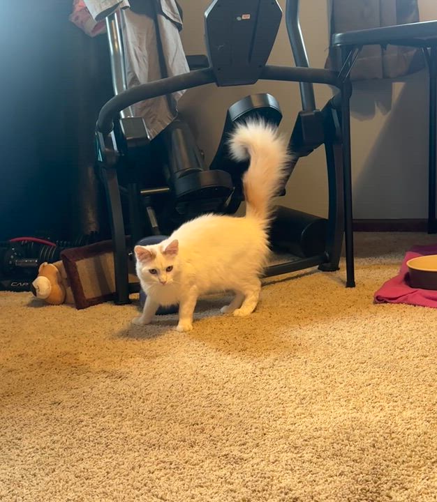 Enlarge Noah & Nicholas , a ADOPTABLE Domestic Long Hair in North Platte, NE video 2/6