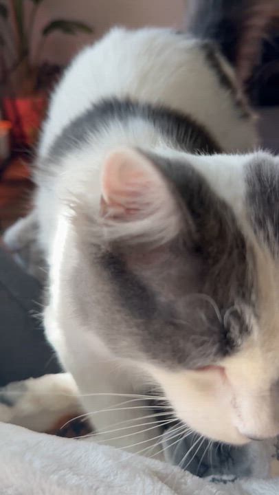 Enlarge Noah & Nicholas , a ADOPTABLE Domestic Long Hair in North Platte, NE video 3/6