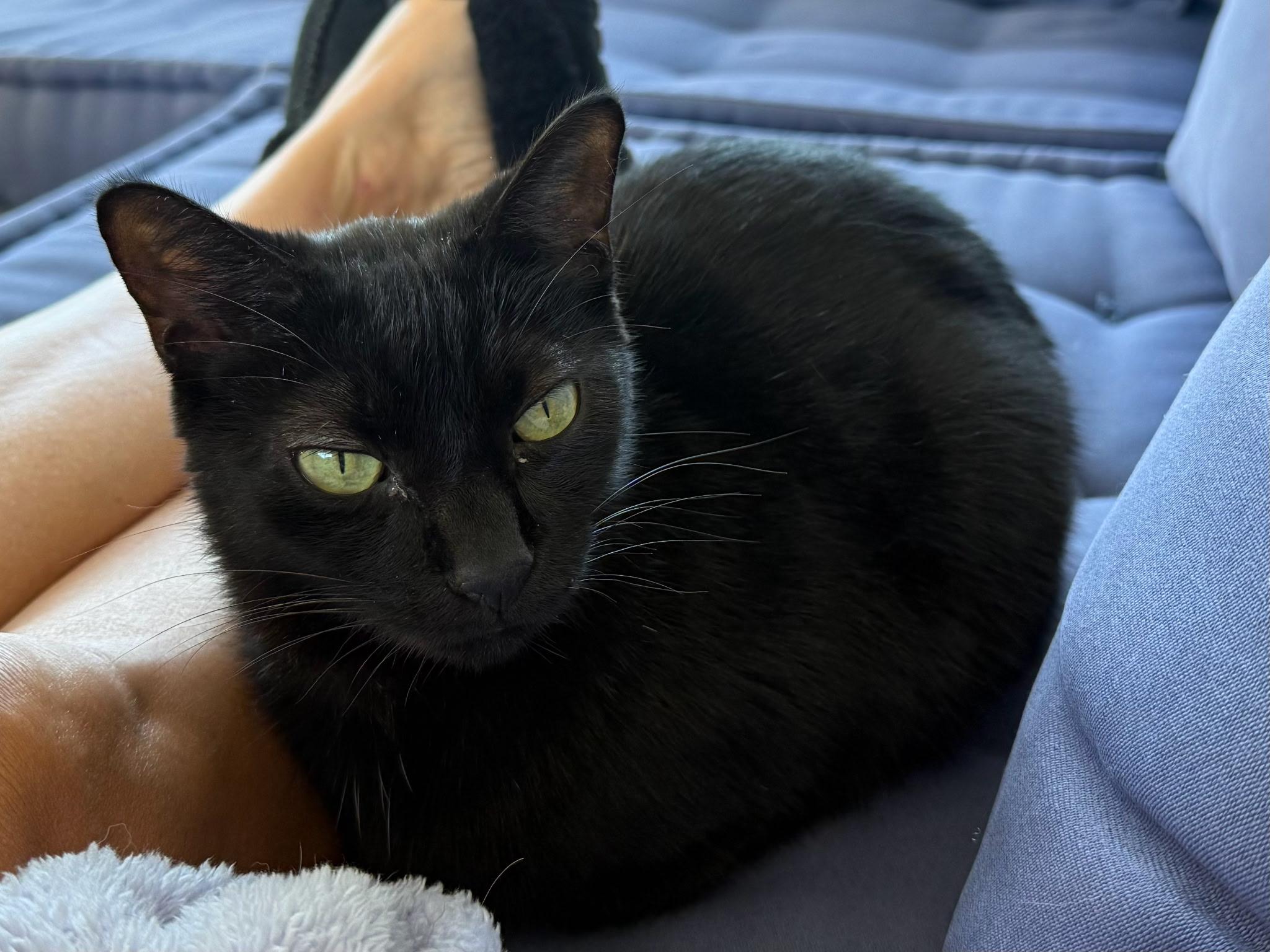 Potter, adoptable, Adult Male Domestic Short Hair.