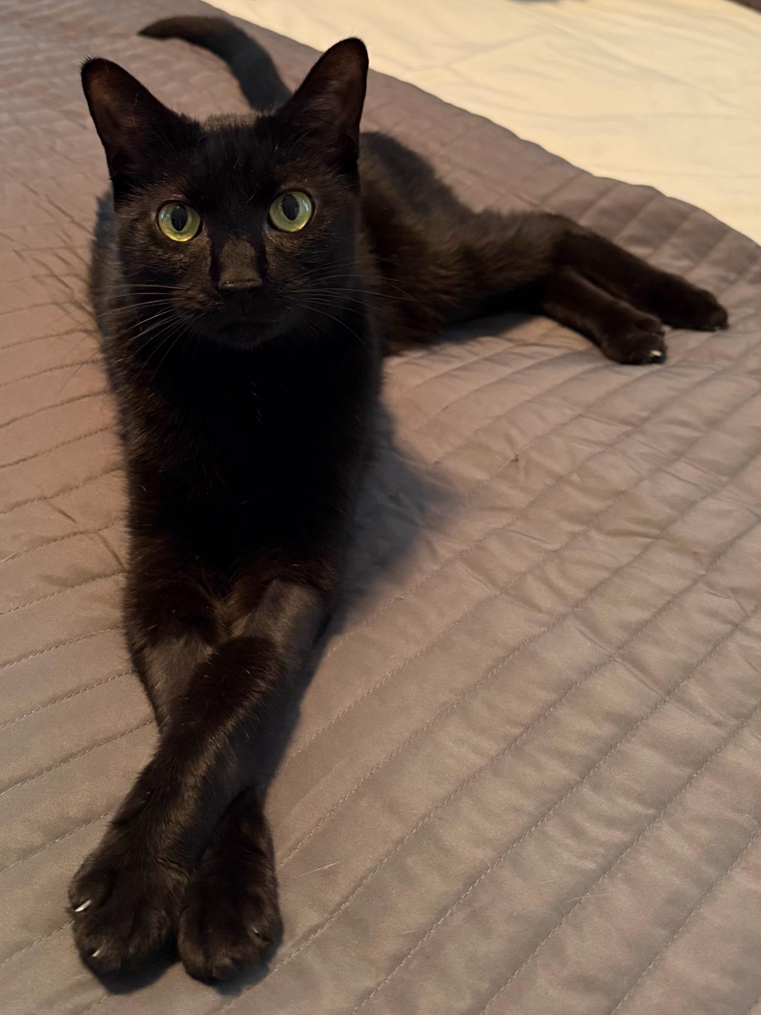 Enlarge Potter, an adoptable Domestic Short Hair in Great Mills, MD image 2/4