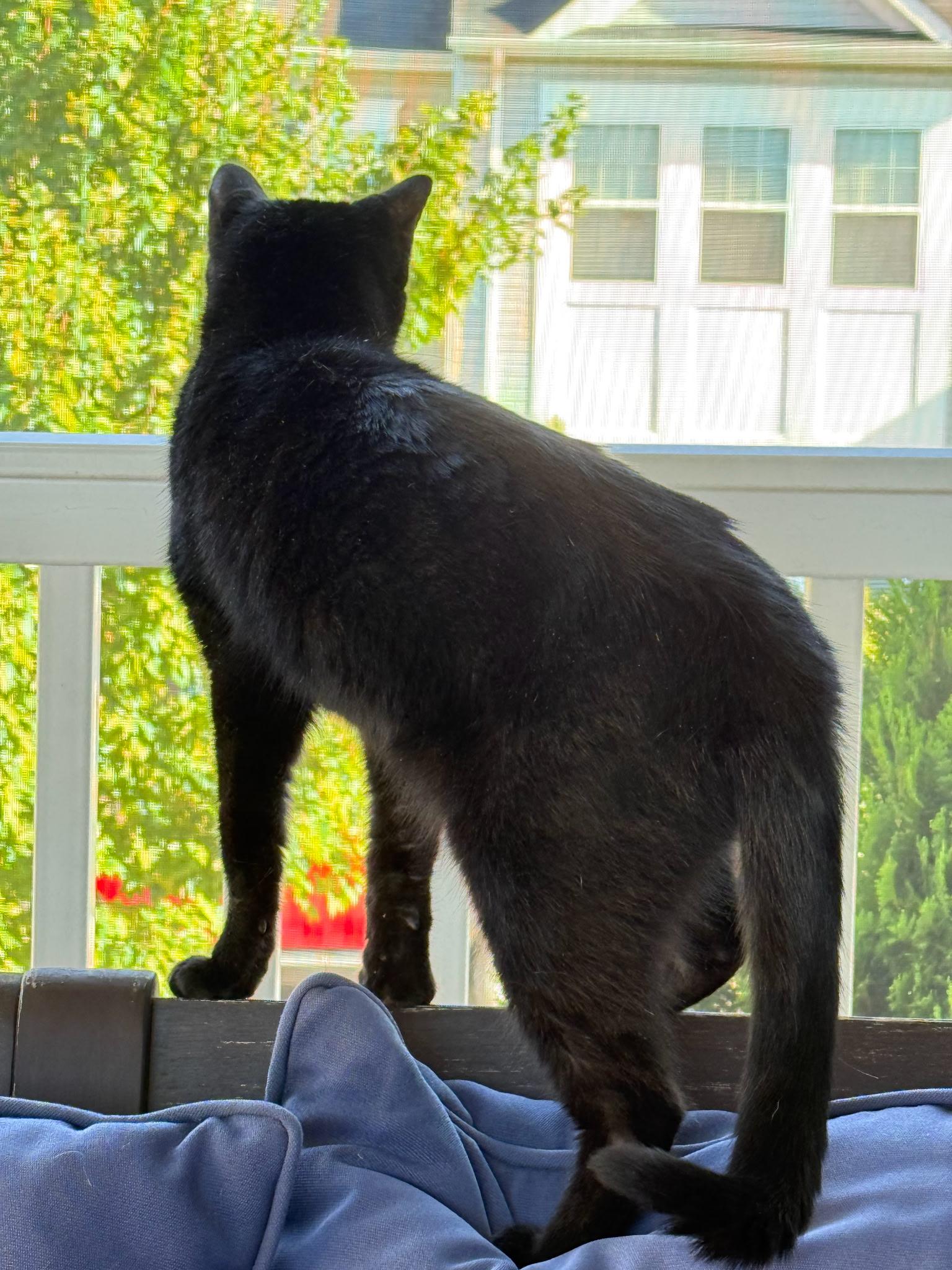 Enlarge Potter, an adoptable Domestic Short Hair in Great Mills, MD image 3/4