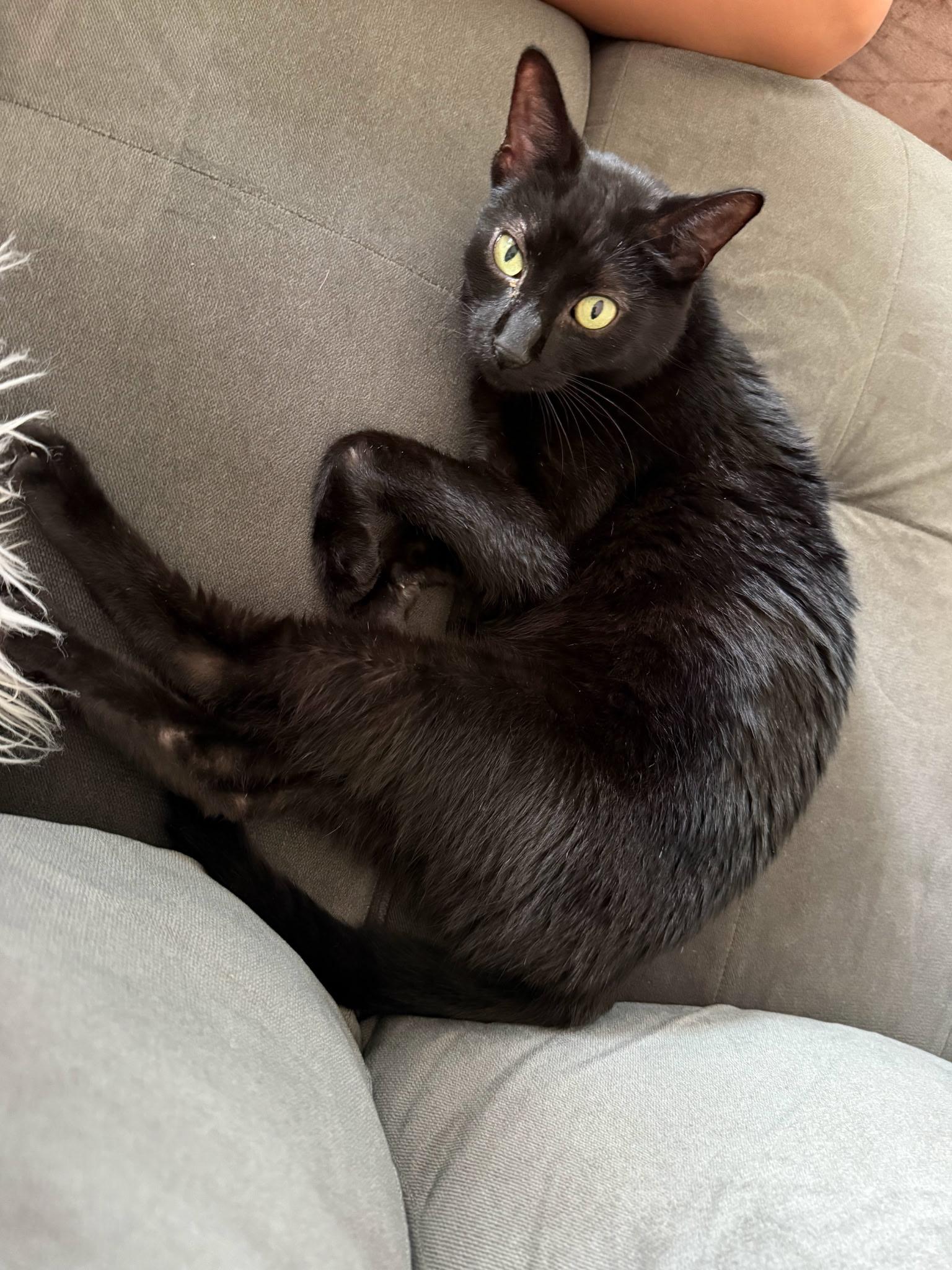 Enlarge Potter, an adoptable Domestic Short Hair in Great Mills, MD image 4/4