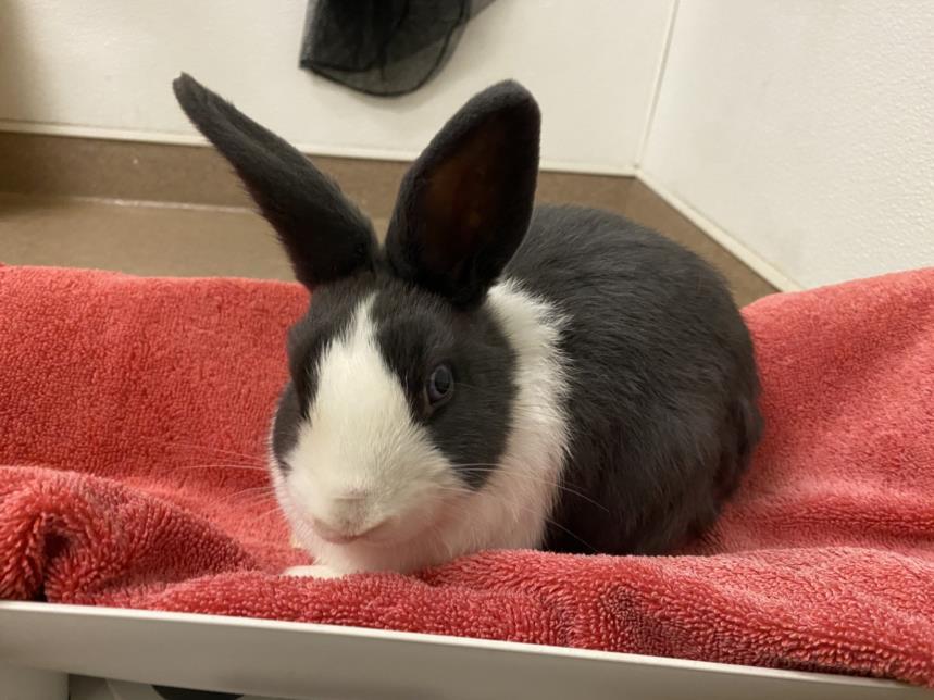 FLOWER, Adoptable, Adult Female Bunny Rabbit.