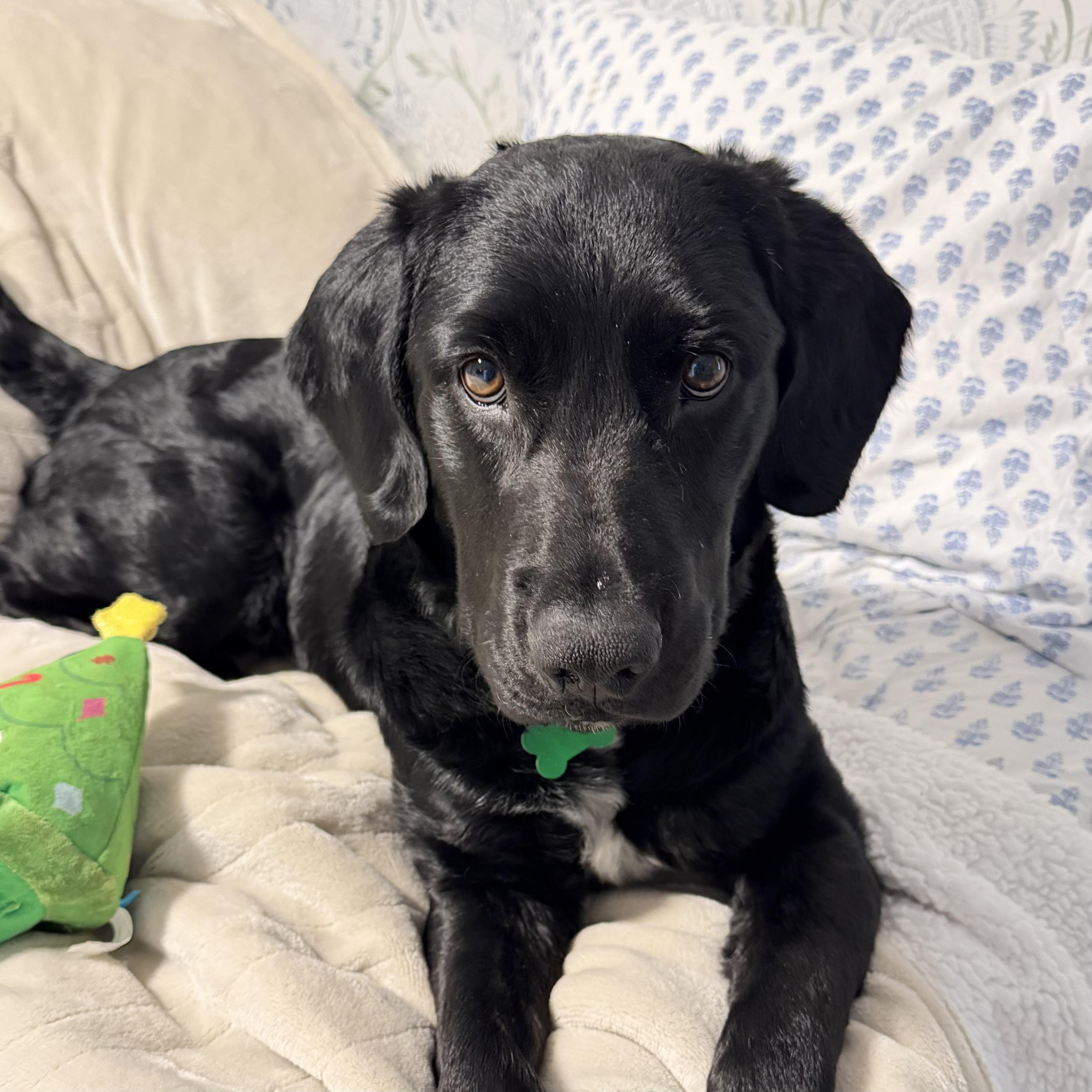 Enlarge Sledder, a Adoptable mixed breed in West Chester, PA image 3/6
