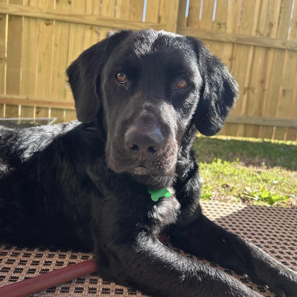 Enlarge Sledder, a Adoptable mixed breed in West Chester, PA image 4/6