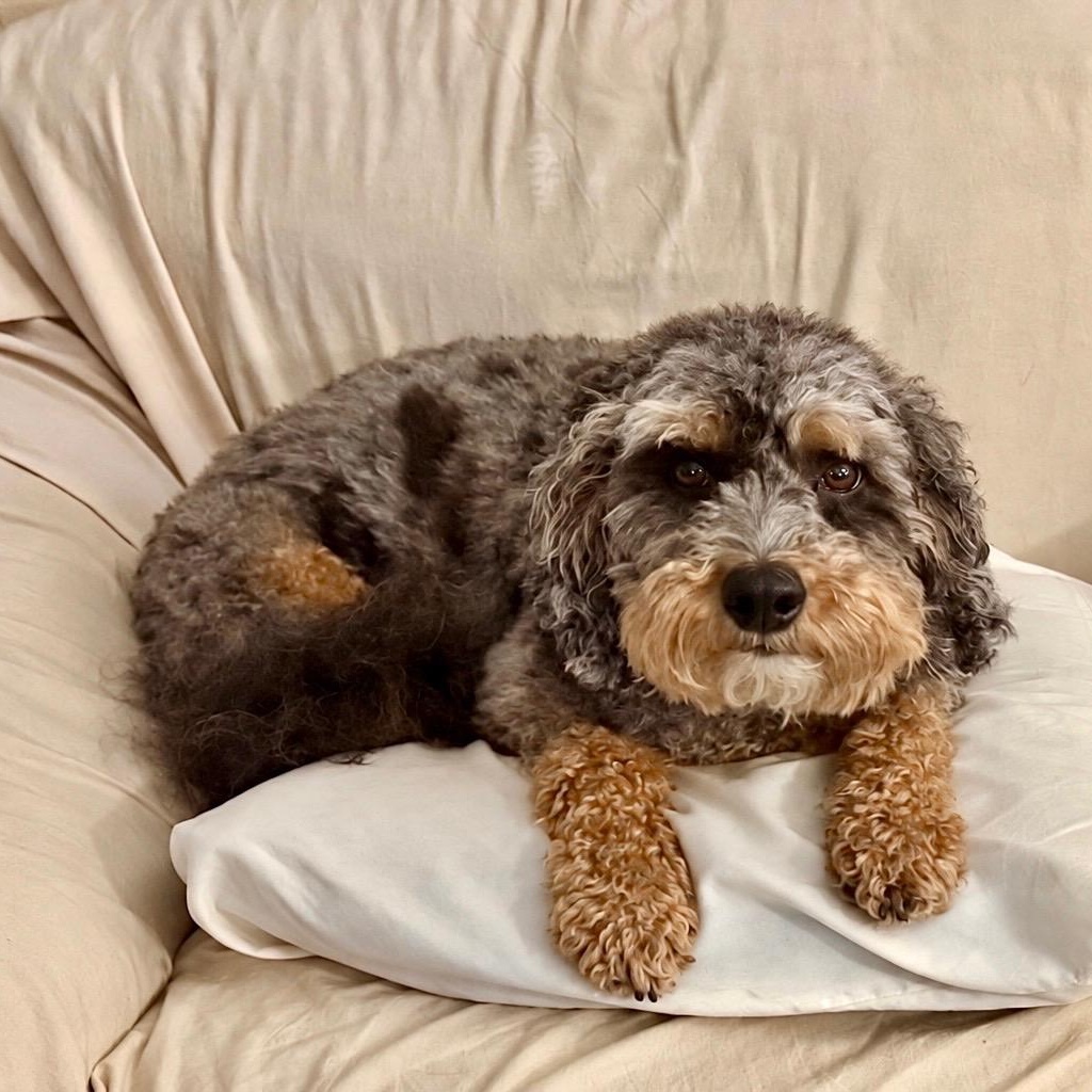 Luca, Adoptable, Young Male Schnoodle.