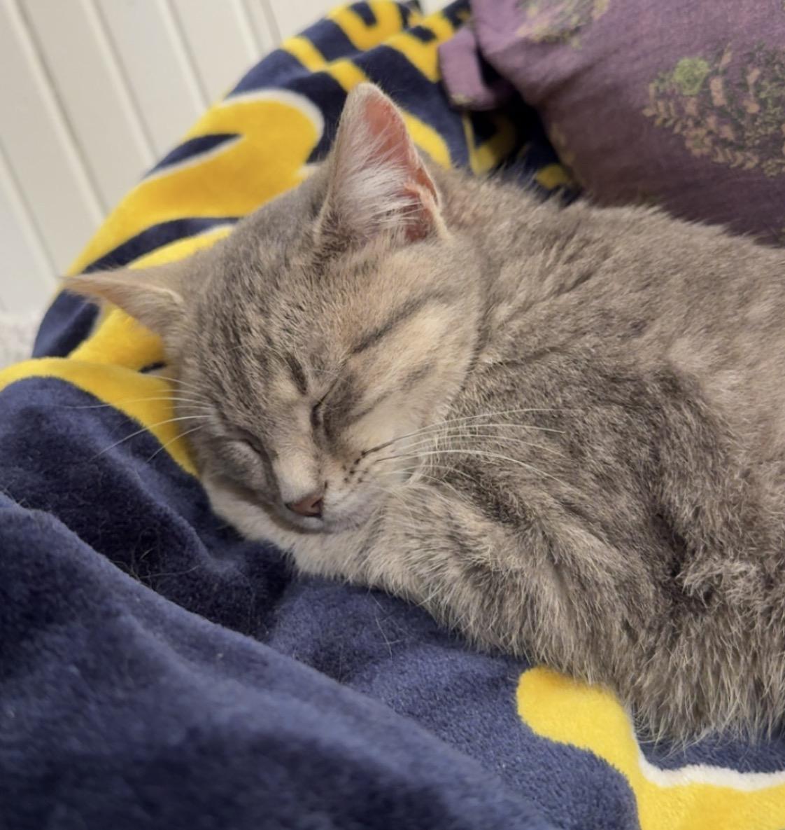 Enlarge Jellybean, a Adopted Domestic Short Hair in Troy, MI image 2/6