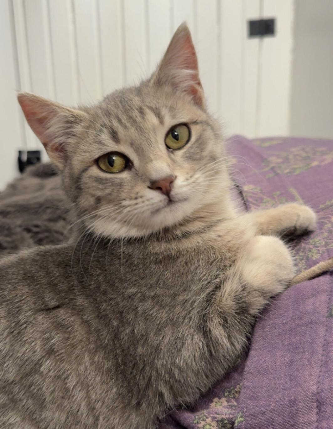 Enlarge Jellybean, a Adopted Domestic Short Hair in Troy, MI image 3/6