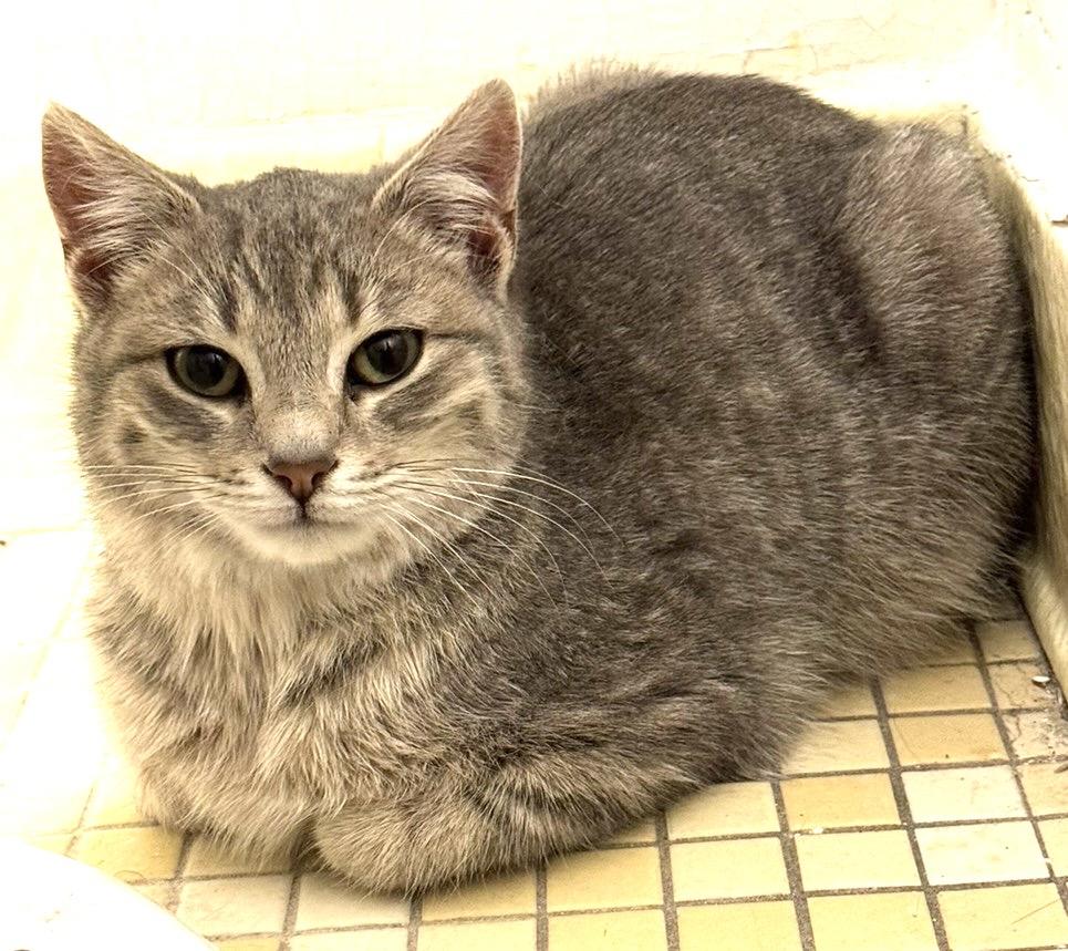 Enlarge Jellybean, a Adopted Domestic Short Hair in Troy, MI image 4/6