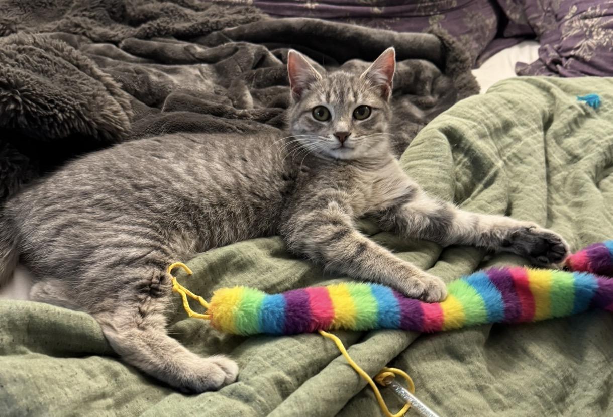 Enlarge Jellybean, a Adopted Domestic Short Hair in Troy, MI image 5/6