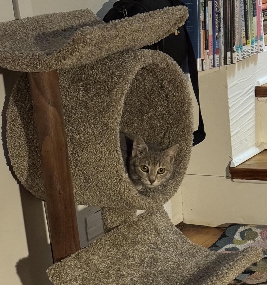 Enlarge Jellybean, a Adopted Domestic Short Hair in Troy, MI image 6/6