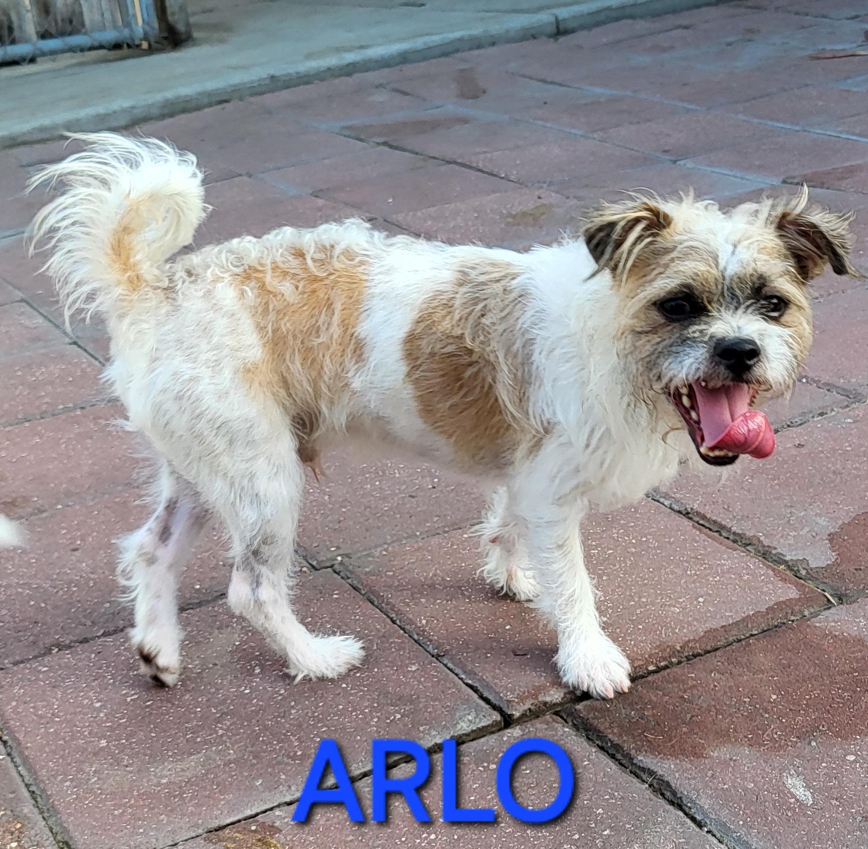 Enlarge Arlo, a ADOPTABLE mixed breed in Sarasota, FL image 6/6