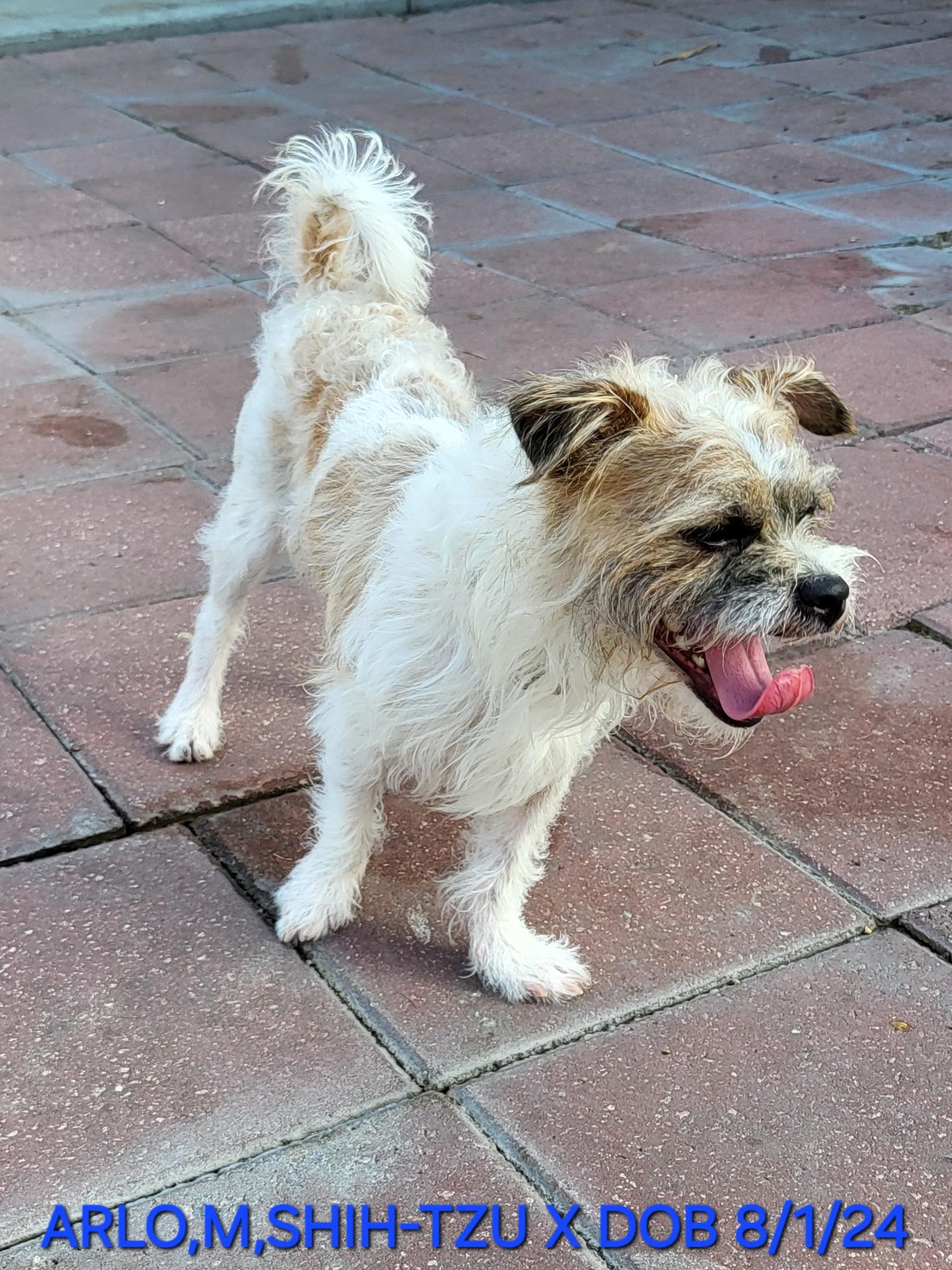 Enlarge Arlo, a ADOPTABLE mixed breed in Sarasota, FL image 4/6
