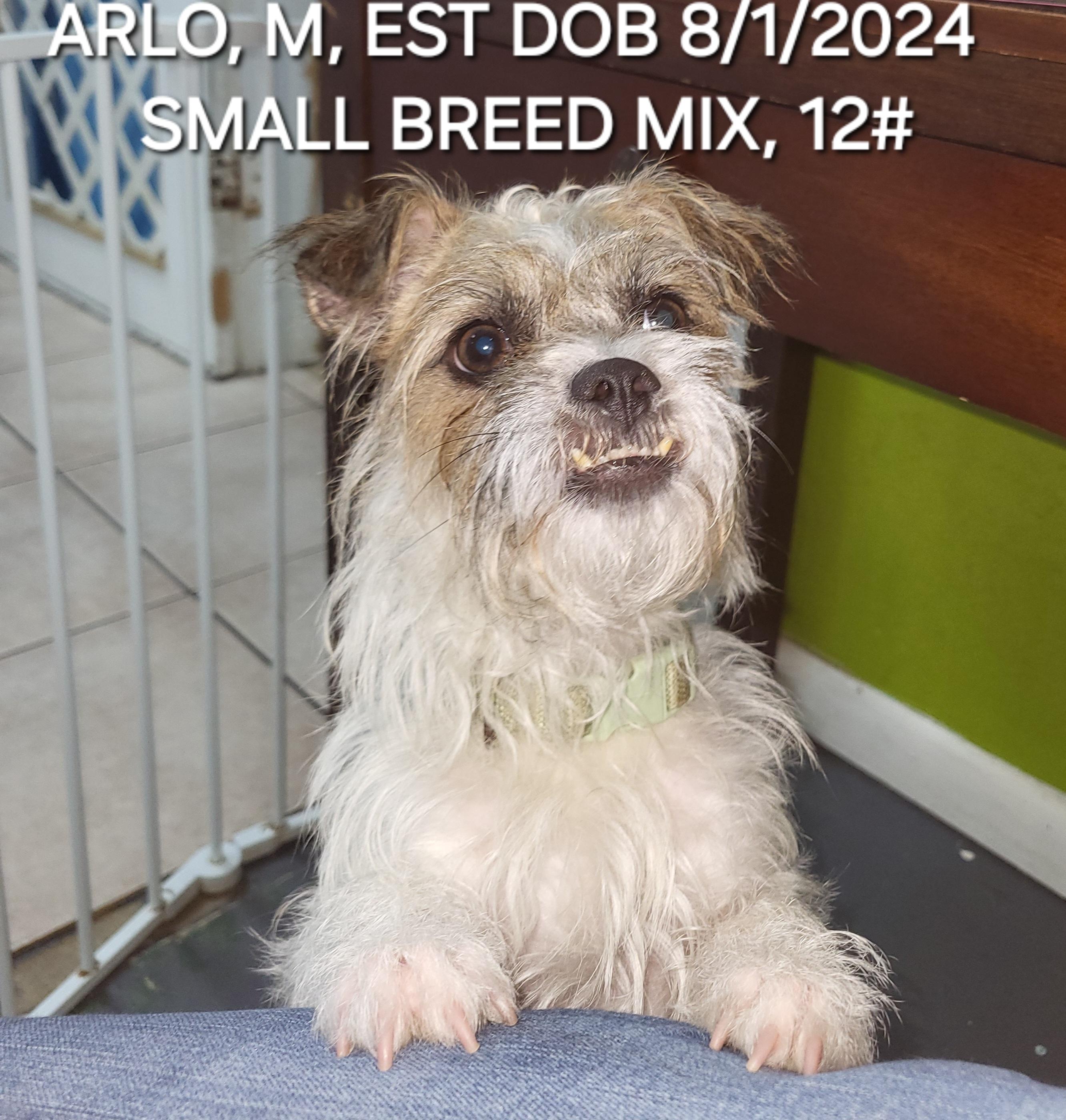 Enlarge Arlo, a ADOPTABLE mixed breed in Sarasota, FL image 5/6