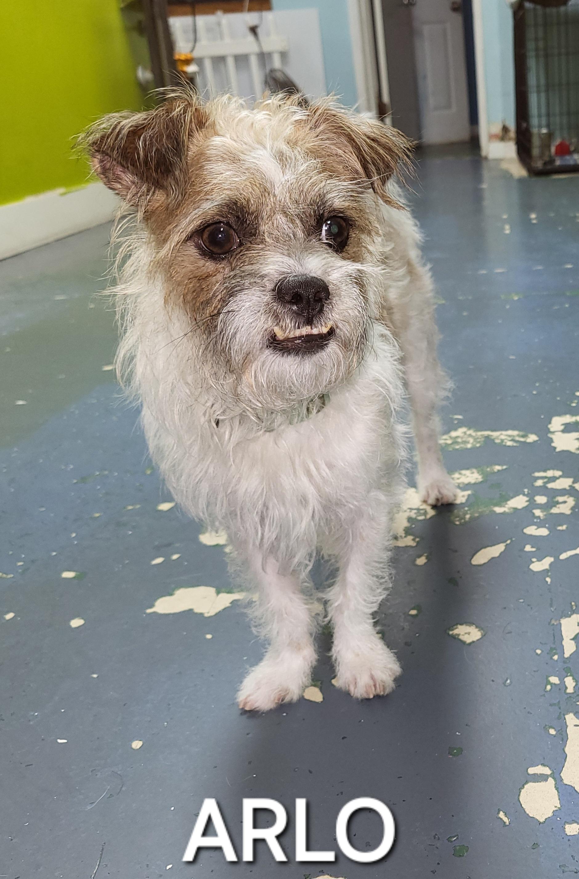 Enlarge Arlo, a ADOPTABLE mixed breed in Sarasota, FL image 2/6