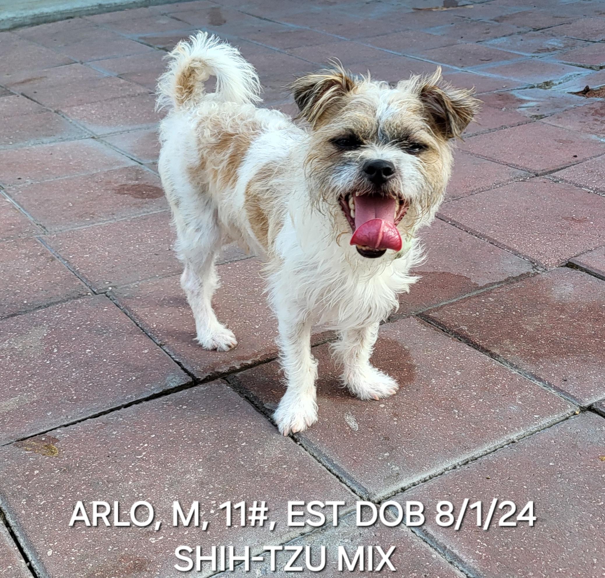 Arlo, ADOPTABLE, Young Male Shih Tzu & Poodle.