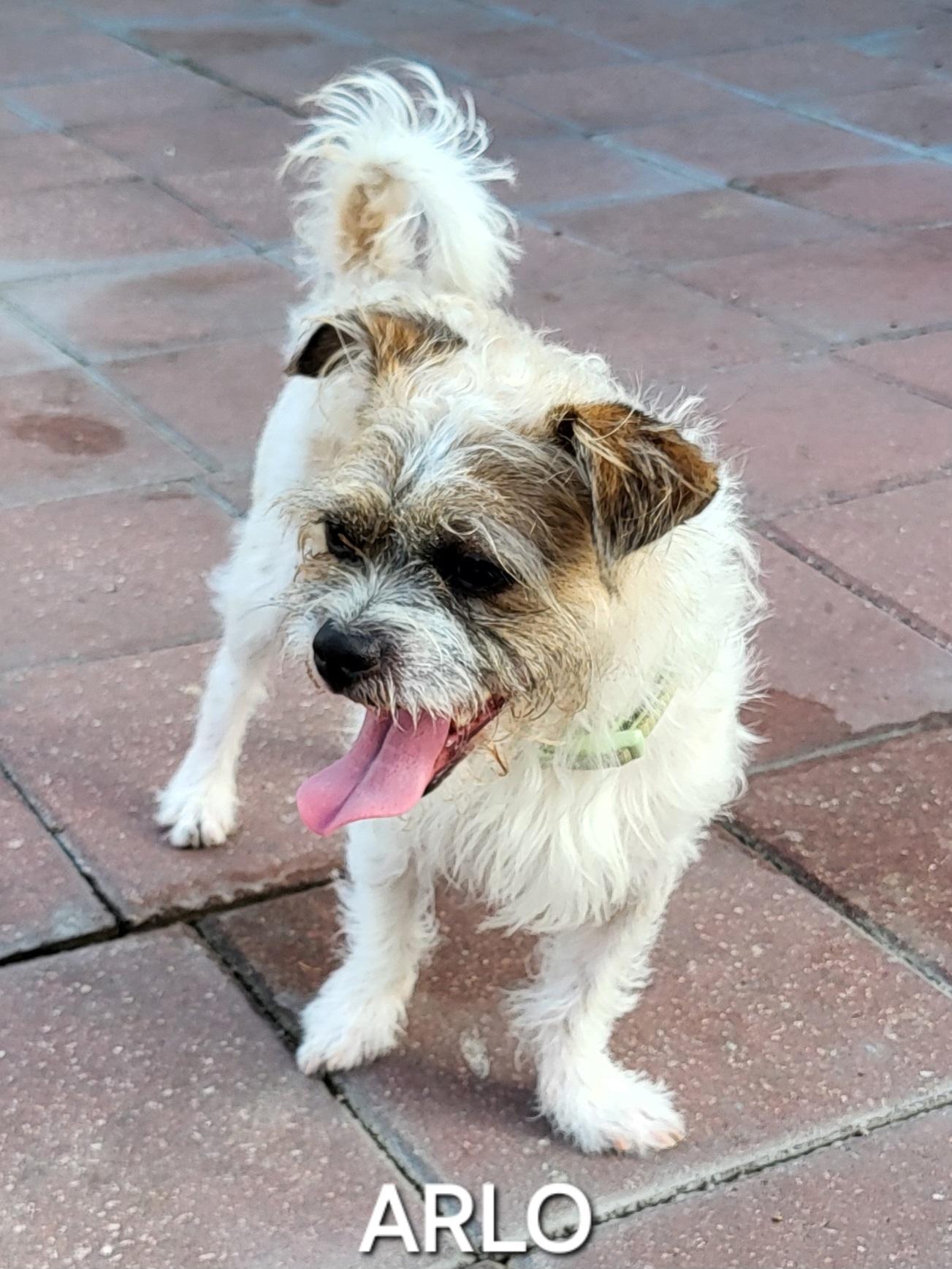 Enlarge Arlo, a ADOPTABLE mixed breed in Sarasota, FL image 3/6