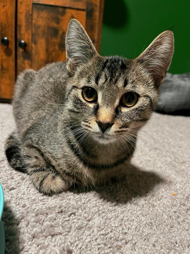 Enlarge Ralph, a Adoptable Domestic Short Hair in Ferndale, MI image 1/6