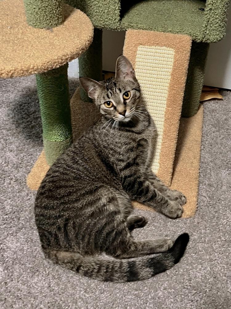 Enlarge Ralph, a Adoptable Domestic Short Hair in Ferndale, MI image 2/6