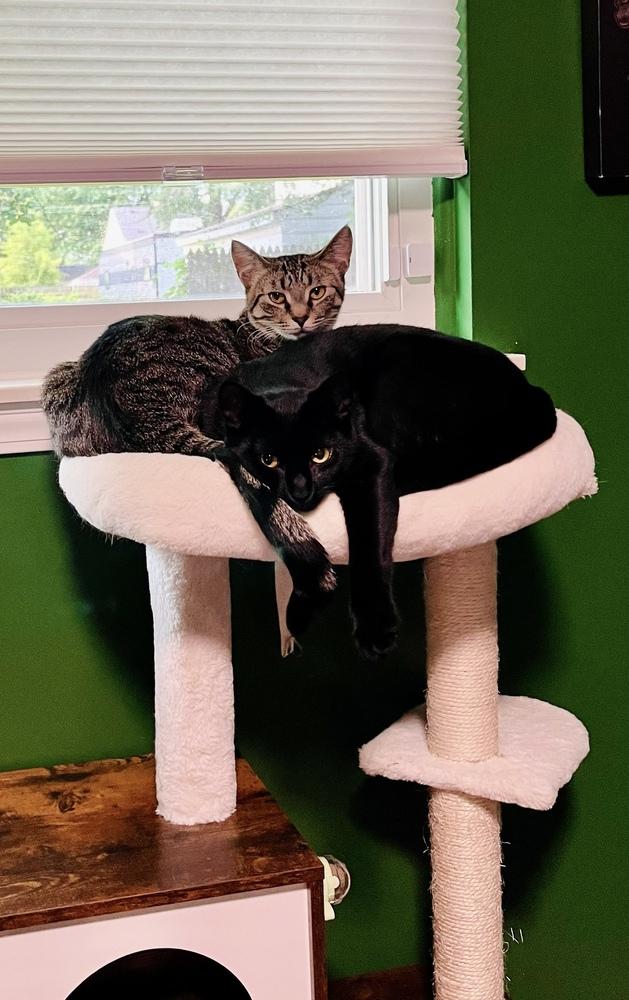 Enlarge Ralph, a Adoptable Domestic Short Hair in Ferndale, MI image 4/6