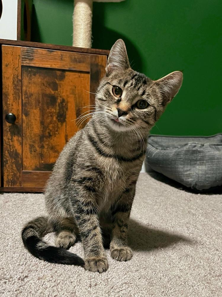 Enlarge Ralph, a Adoptable Domestic Short Hair in Ferndale, MI image 5/6