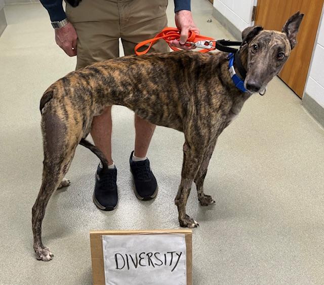 Ja's Diversity, Adoptable, Adult Male Greyhound.
