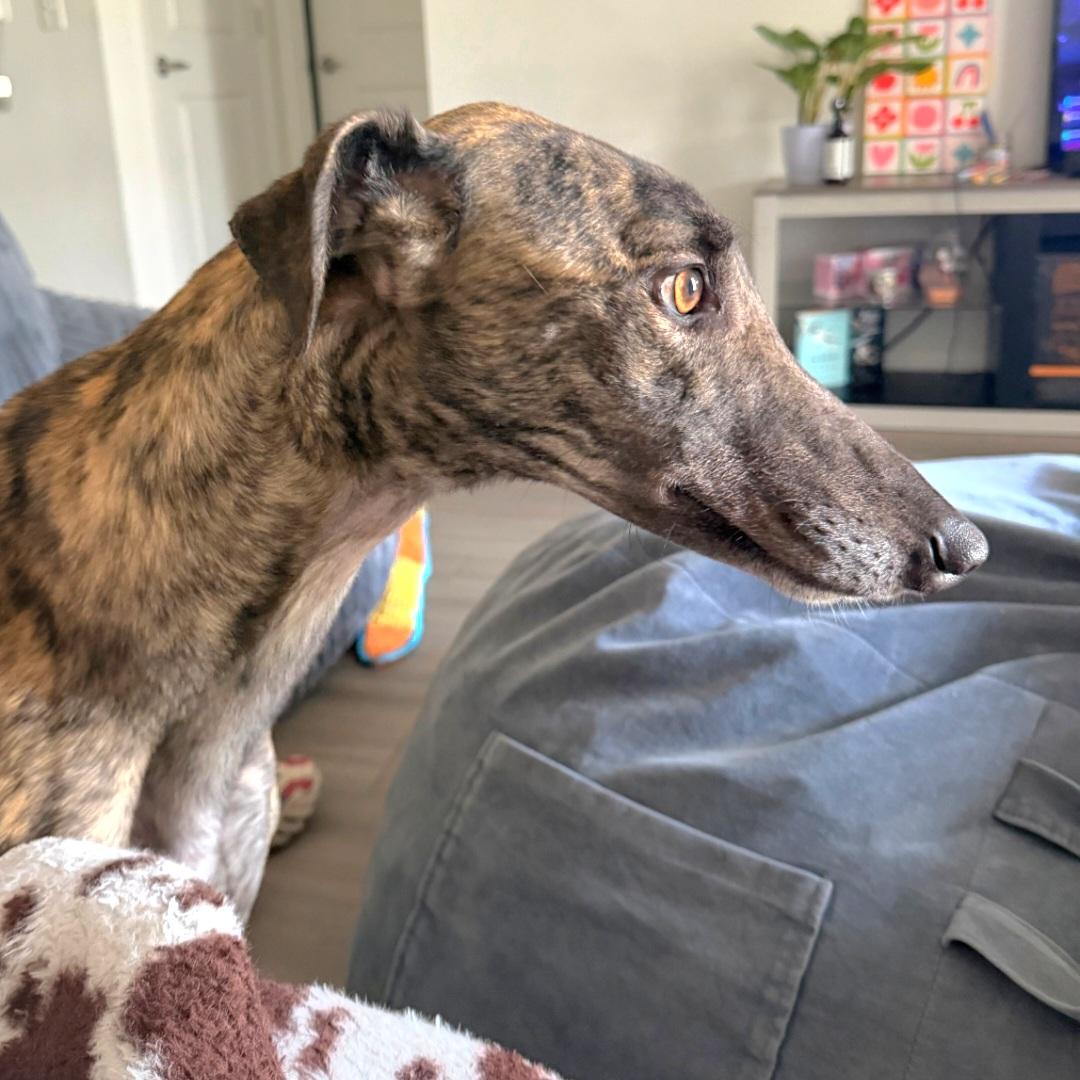 Enlarge Ja's Diversity, a Adoptable Greyhound in Tarpon Springs, FL image 3/6