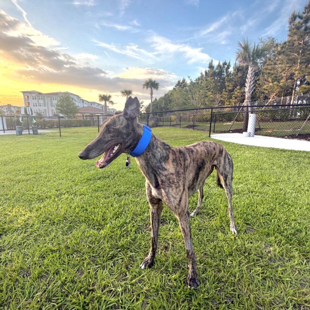 Enlarge Ja's Diversity, a Adoptable Greyhound in Tarpon Springs, FL image 4/6