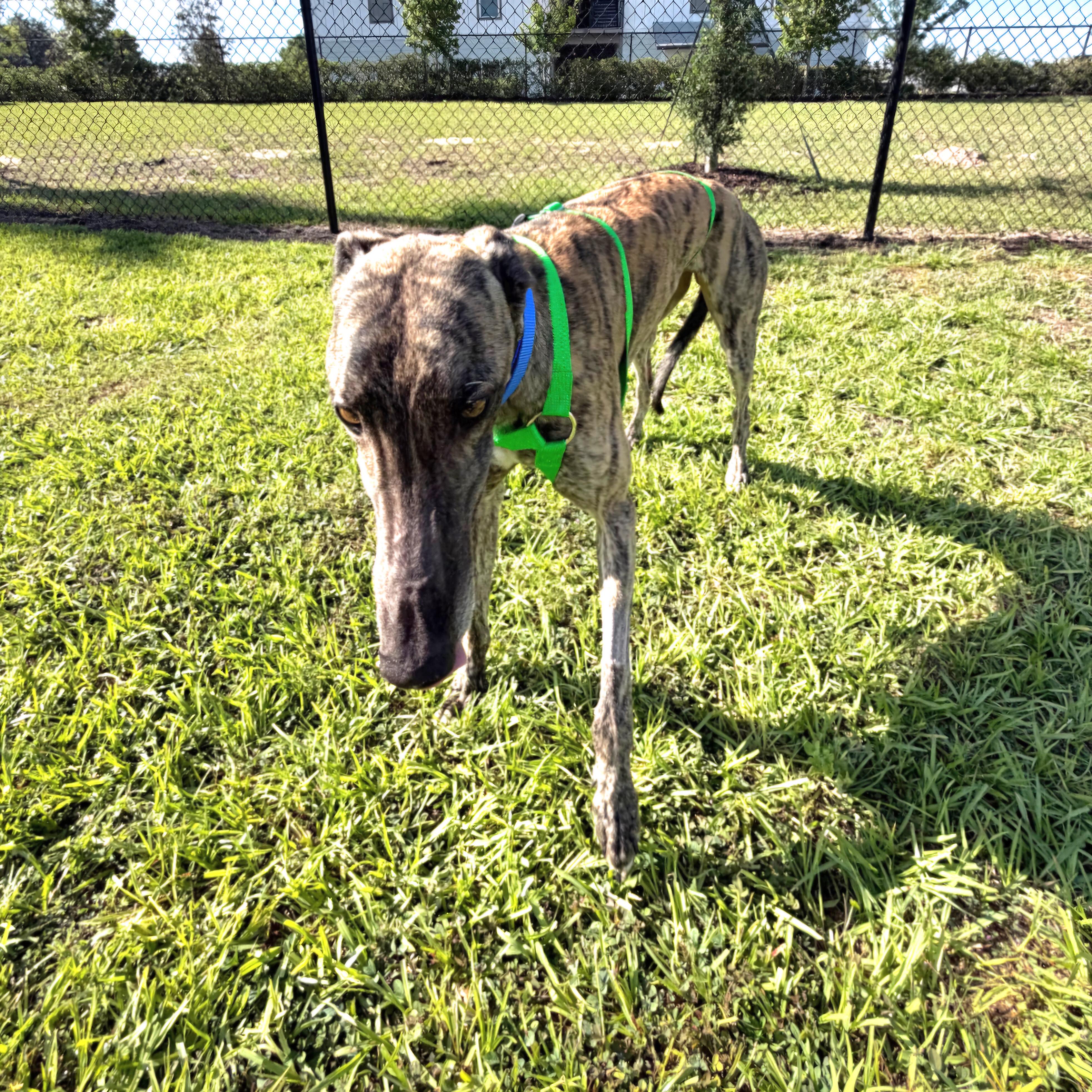 Enlarge Ja's Diversity, a Adoptable Greyhound in Tarpon Springs, FL image 5/6