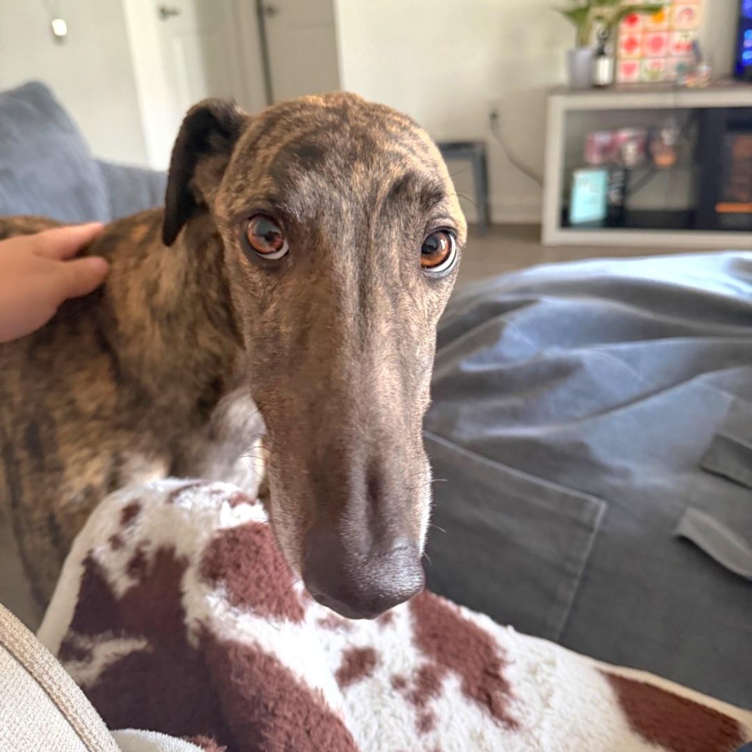 Enlarge Ja's Diversity, a Adoptable Greyhound in Tarpon Springs, FL image 6/6
