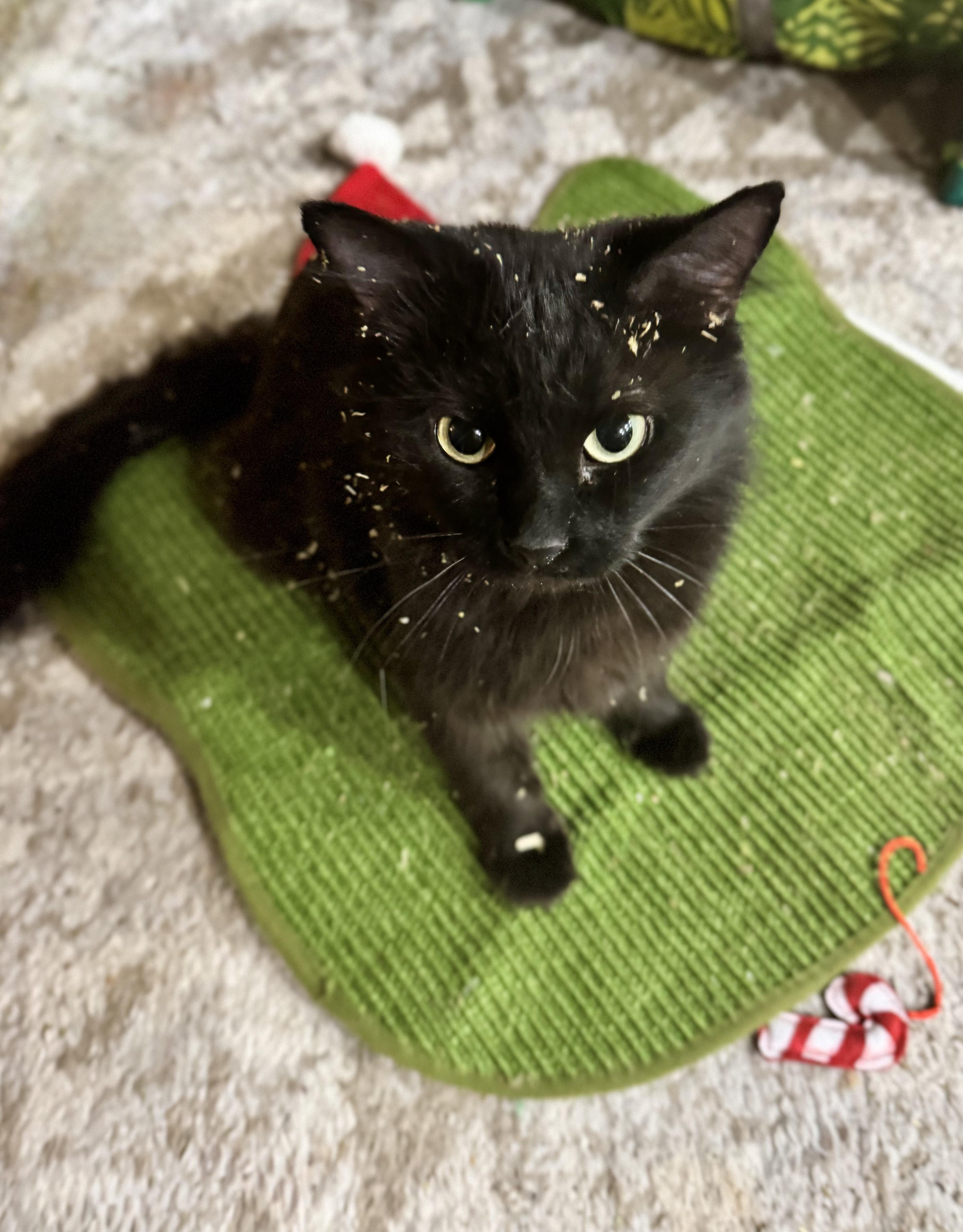Enlarge Siren, a Adoptable Domestic Medium Hair in West Lafayette, IN image 1/3