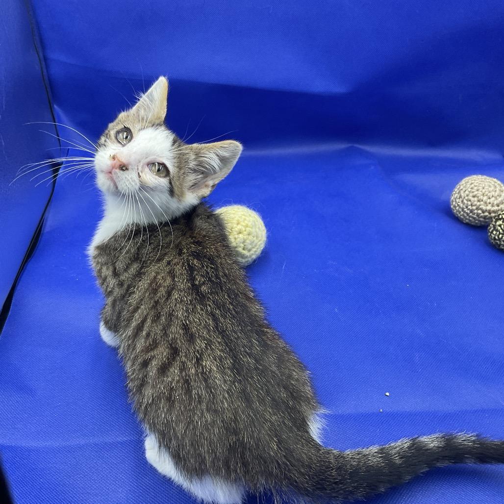 Dale, Adoptable, Kitten Male Domestic Short Hair.