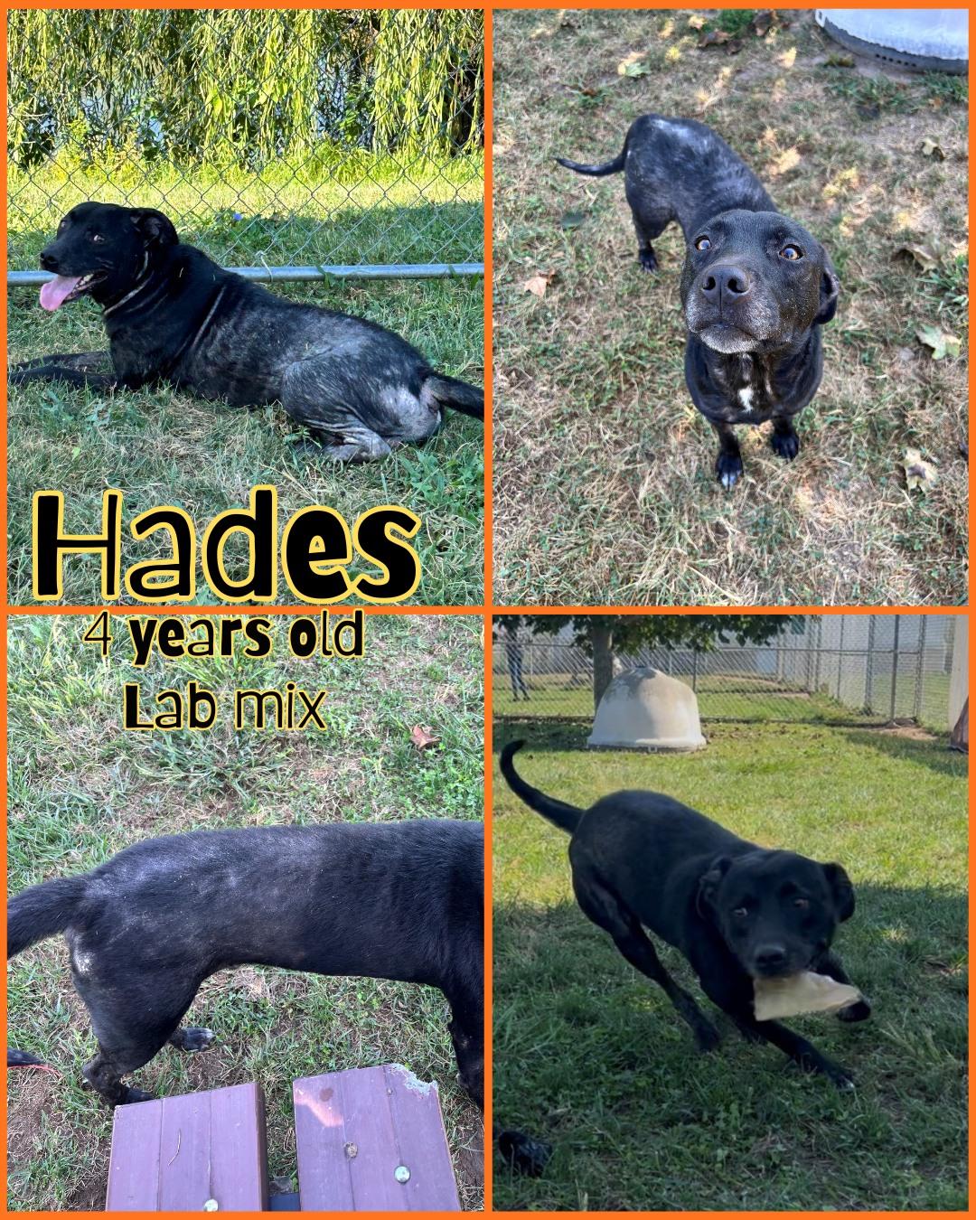 Enlarge Hades, a Adoptable Black Labrador Retriever in Franklin, IN image 1/1