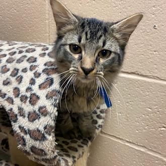 Joseph, Adopted, Young Male Domestic Long Hair.