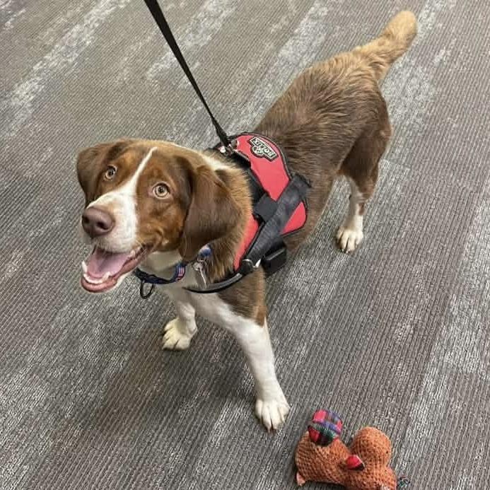 Oscar, Adoptable, Adult Male Hound & Mixed Breed.