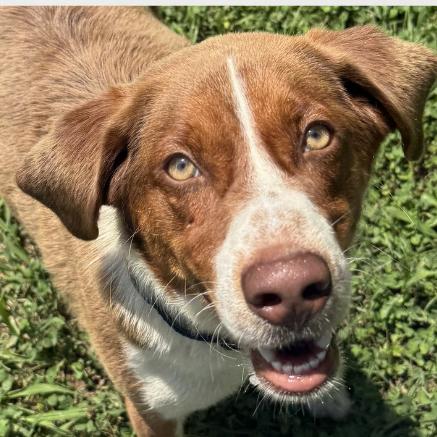 Oscar, Adoptable, Adult Male Hound & Mixed Breed.