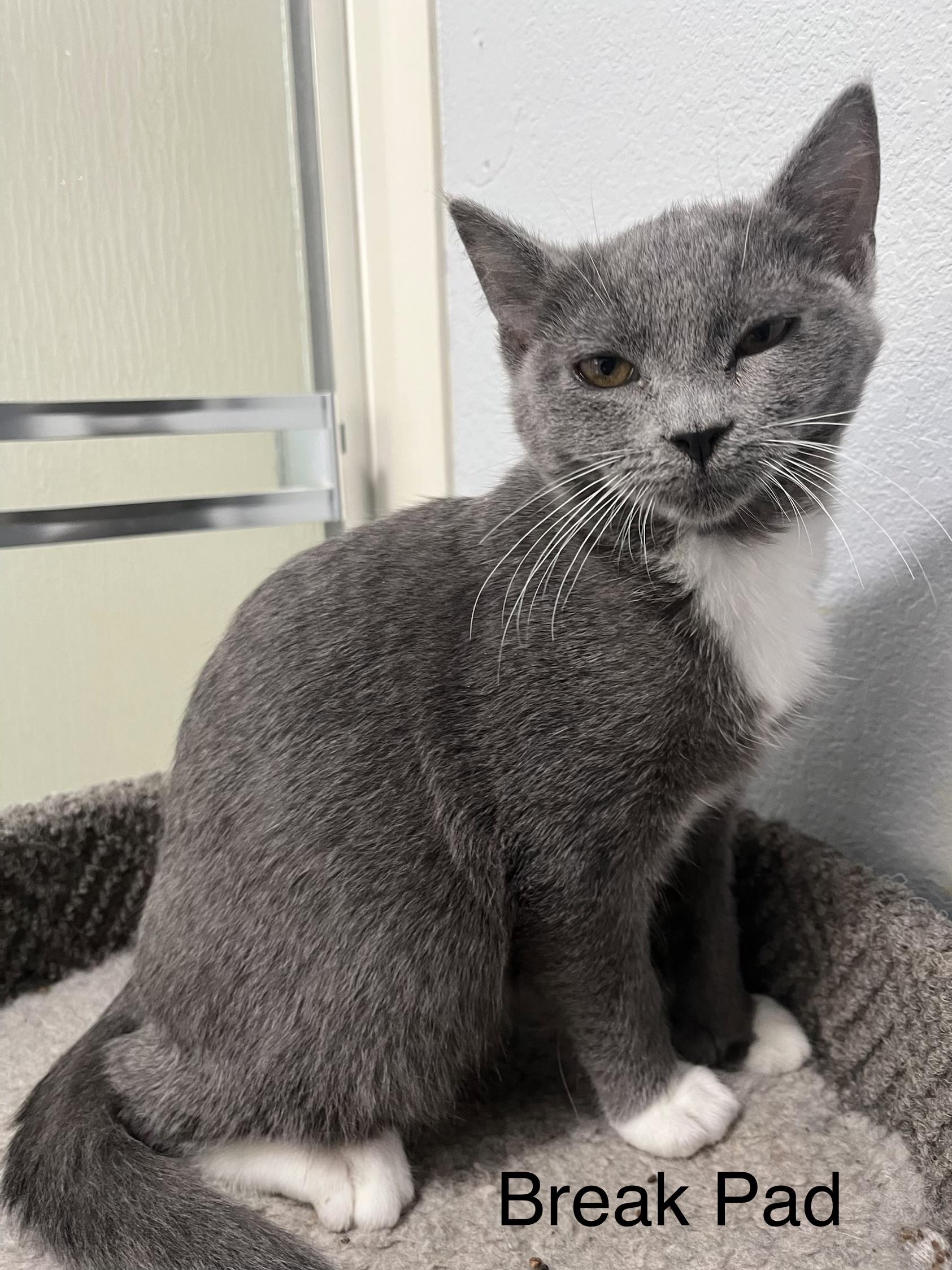Break Pad , adopted, Kitten Female Domestic Short Hair.