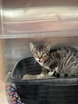 Enlarge Franks, a ADOPTABLE Domestic Short Hair in Manitowoc, WI image 1/1