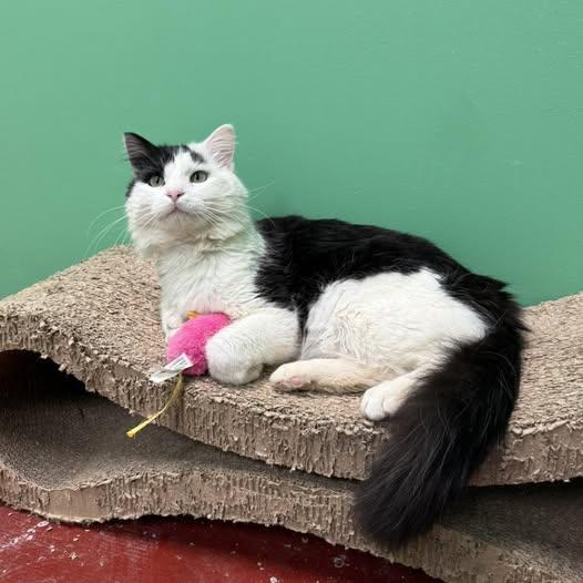 Winston, Adopted, Adult Male Domestic Medium Hair.