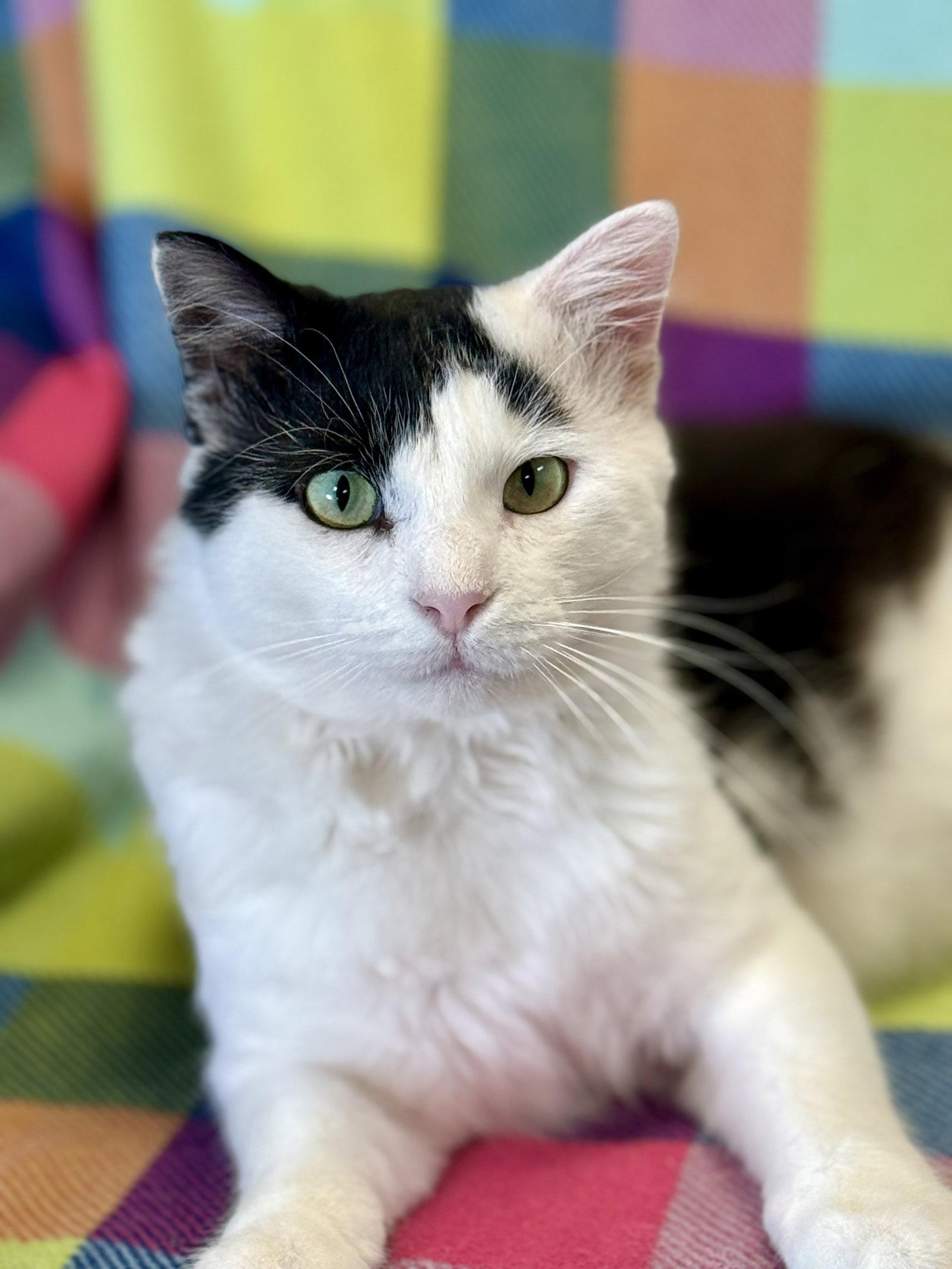 Enlarge Winston, a Adopted Domestic Medium Hair in Stone Mountain, GA image 3/3