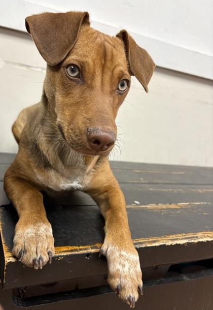 Waldo, Adoptable, Puppy Male Dachshund & Mixed Breed.